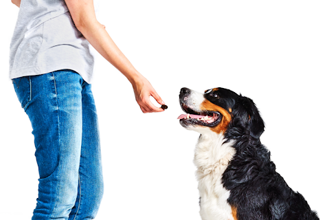 Soutenir les articulations de son chien avec l'aliment complémentaire  Movoflex de Virbac 