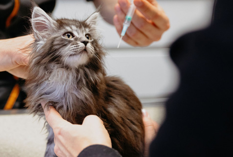 Vaccination Chat Recommandations Espace Veterinaire