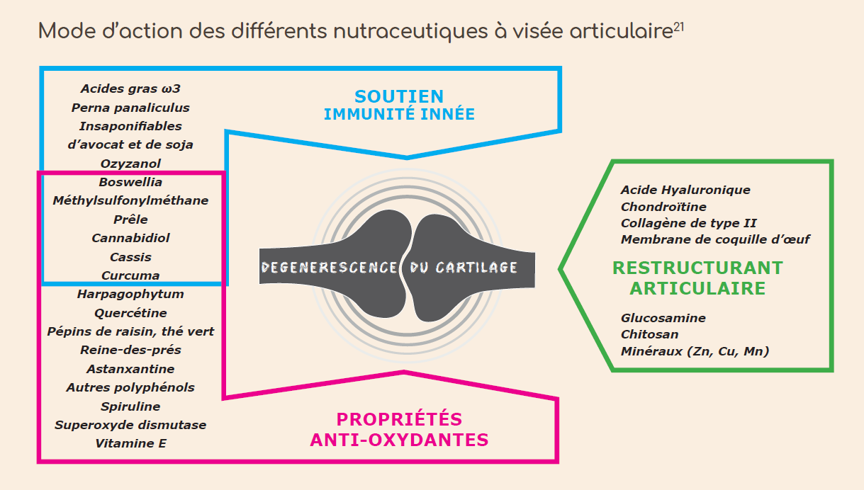 schema-neutraceutiques-visee-articulaire.png