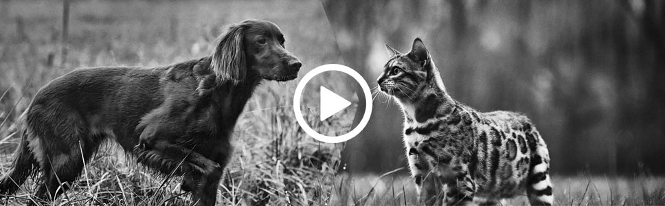 Bien les nourrir, toute une histoire ! | La nutrition selon Virbac