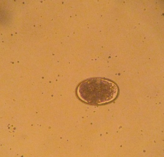 Coccidia.jpg
