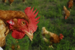 poule com II-resize250x166.png