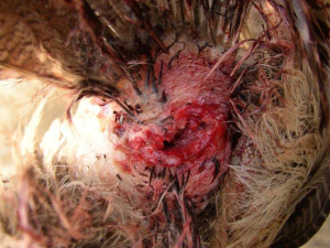 poule comp IV-resize300x225.png