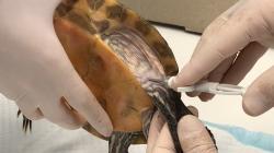 Tortue aqua_1492-resize250x140.jpg