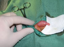 castration par ligature.png