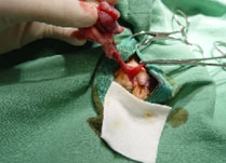 castration par noeud.png