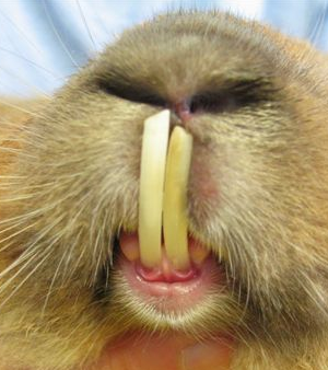 insicives lapin-crop300x338.png