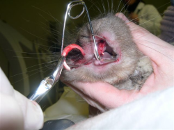 unnamed (1)-1-resize250x187.png