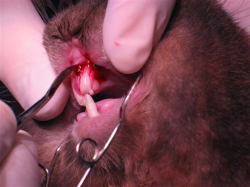 unnamed (2)-resize250x187.png