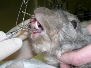 unnamed (3)-resize300x225.png