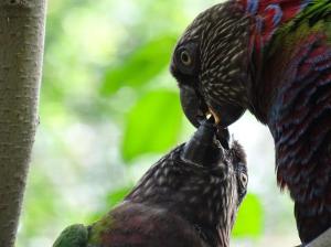 Perroquets-resize300x224.jpg