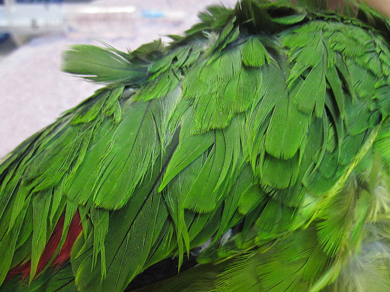 Plumage-amazone-carence.jpg