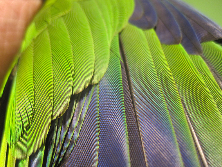 plumage-amazone.jpg