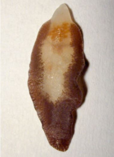 fasciola-hepatica.jpg
