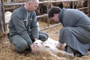 veau II-resize400x267-resize300x200.JPG