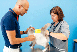 dialogue entre vétérinaire et propriétaire