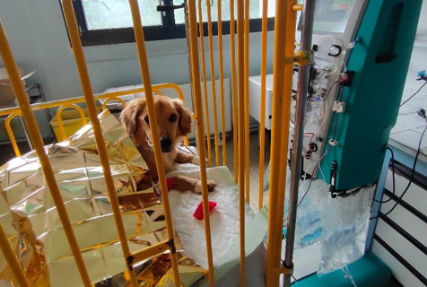 Chienne seance hémodialyse