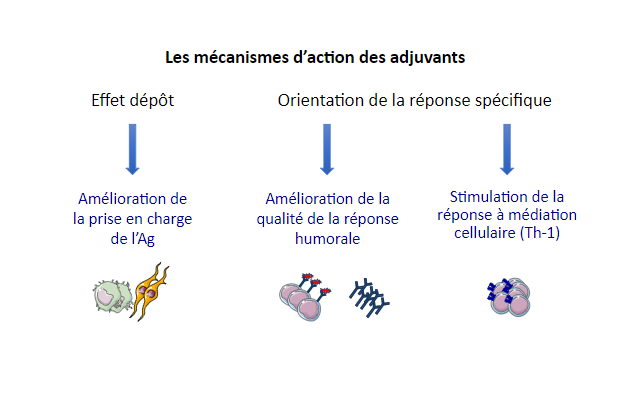 mécanismes d'action des adjuvants