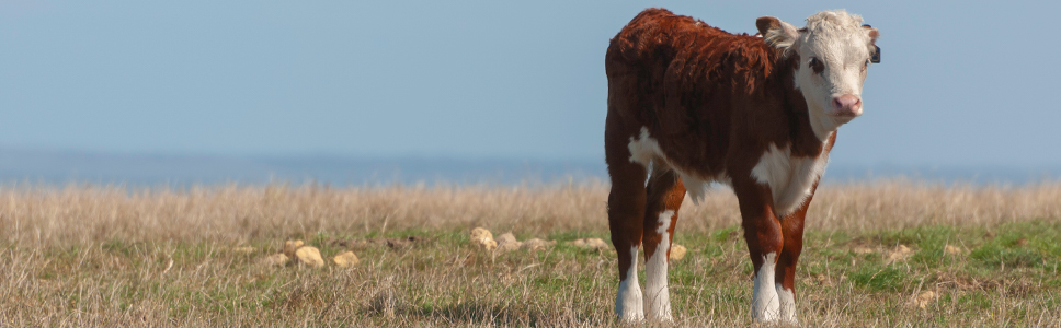 Découvrez notre gamme </br>VACCINS POUR PROTEGER LES VEAUX