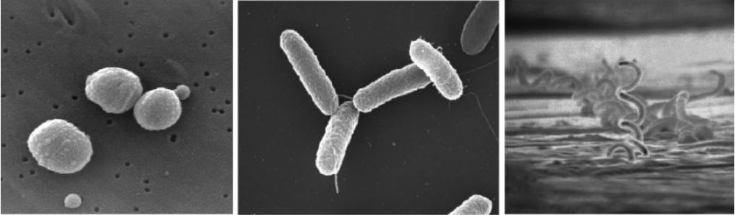 antibiotiques-wikimedia.jpg