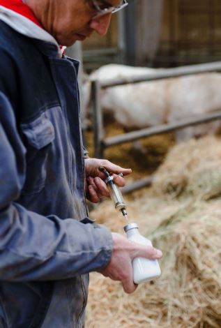 veterinaire-antibio-injection.jpg