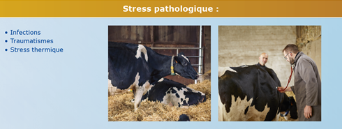 stress pathologique.png