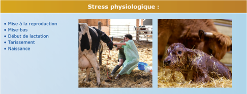 stress physiologique.png
