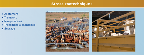 stress zootechnique.png