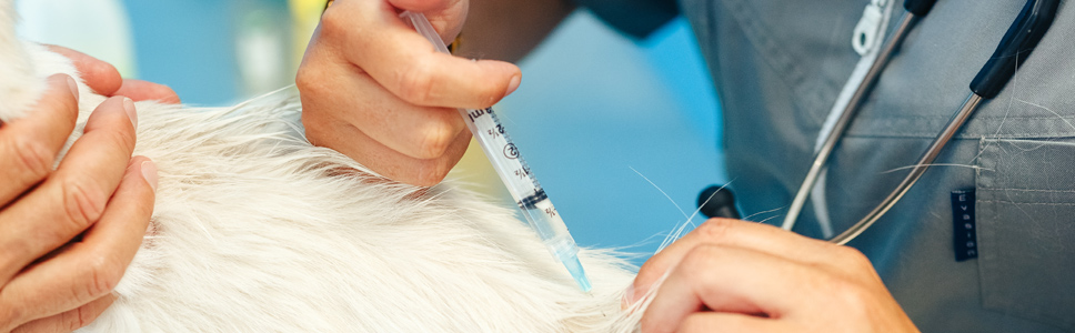 Vaccination Chat Recommandations Espace Veterinaire