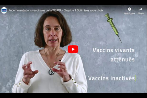 Vaccination Chat Recommandations Espace Veterinaire