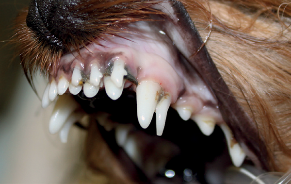 figure-1-affections-dentaires-petits-chiens.png
