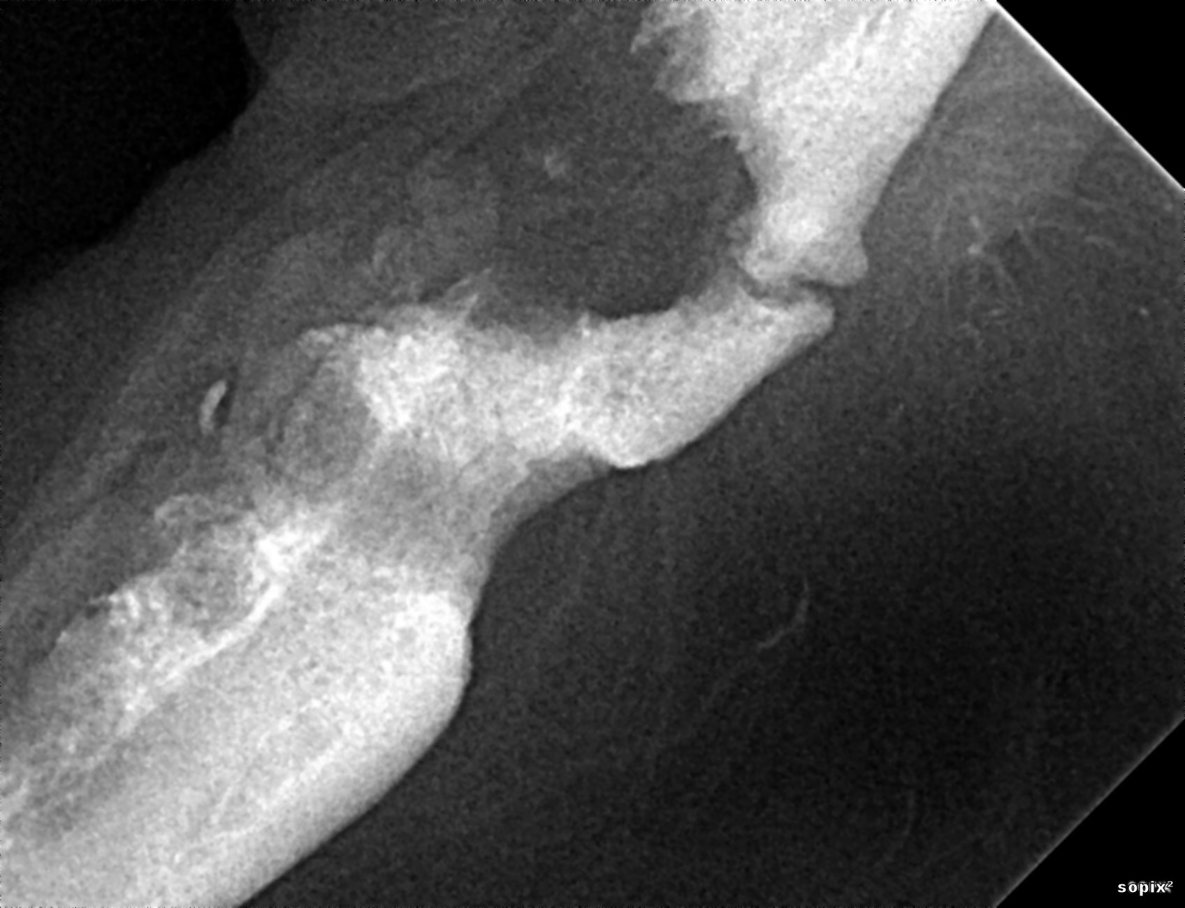 figure-2c-affection-dentaire -petit-chien.jpg