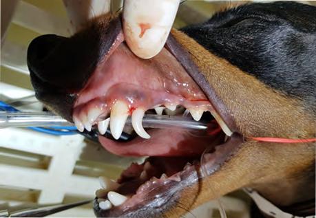 figure-3a-affections-dentaires-petits-chiens.psd