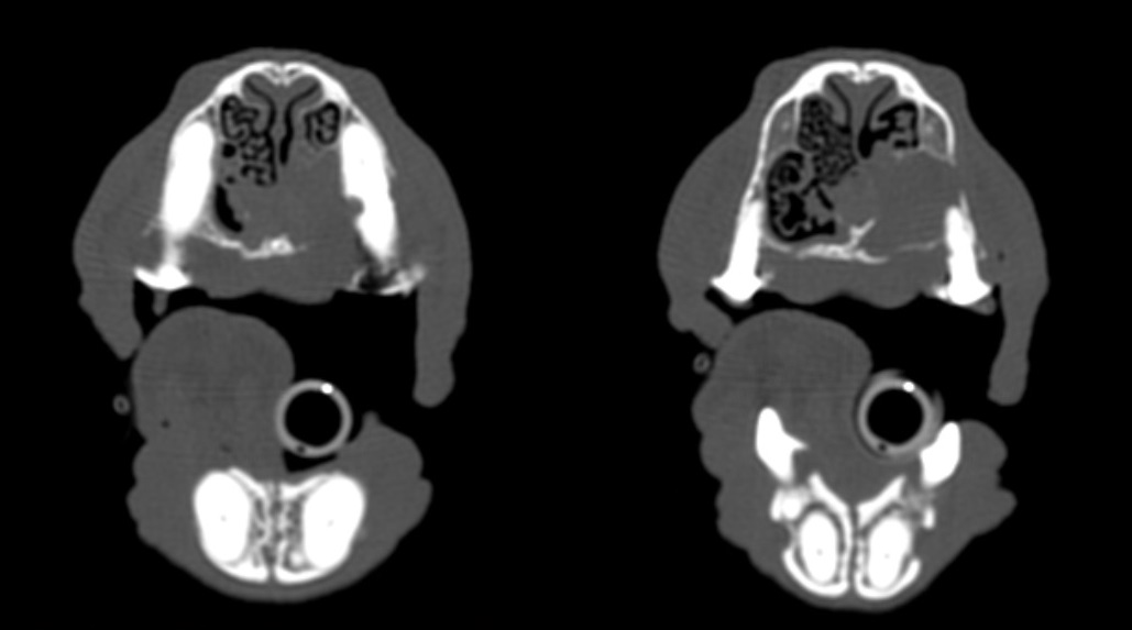 figure-3b-affection-dentaire -petit-chien.jpg