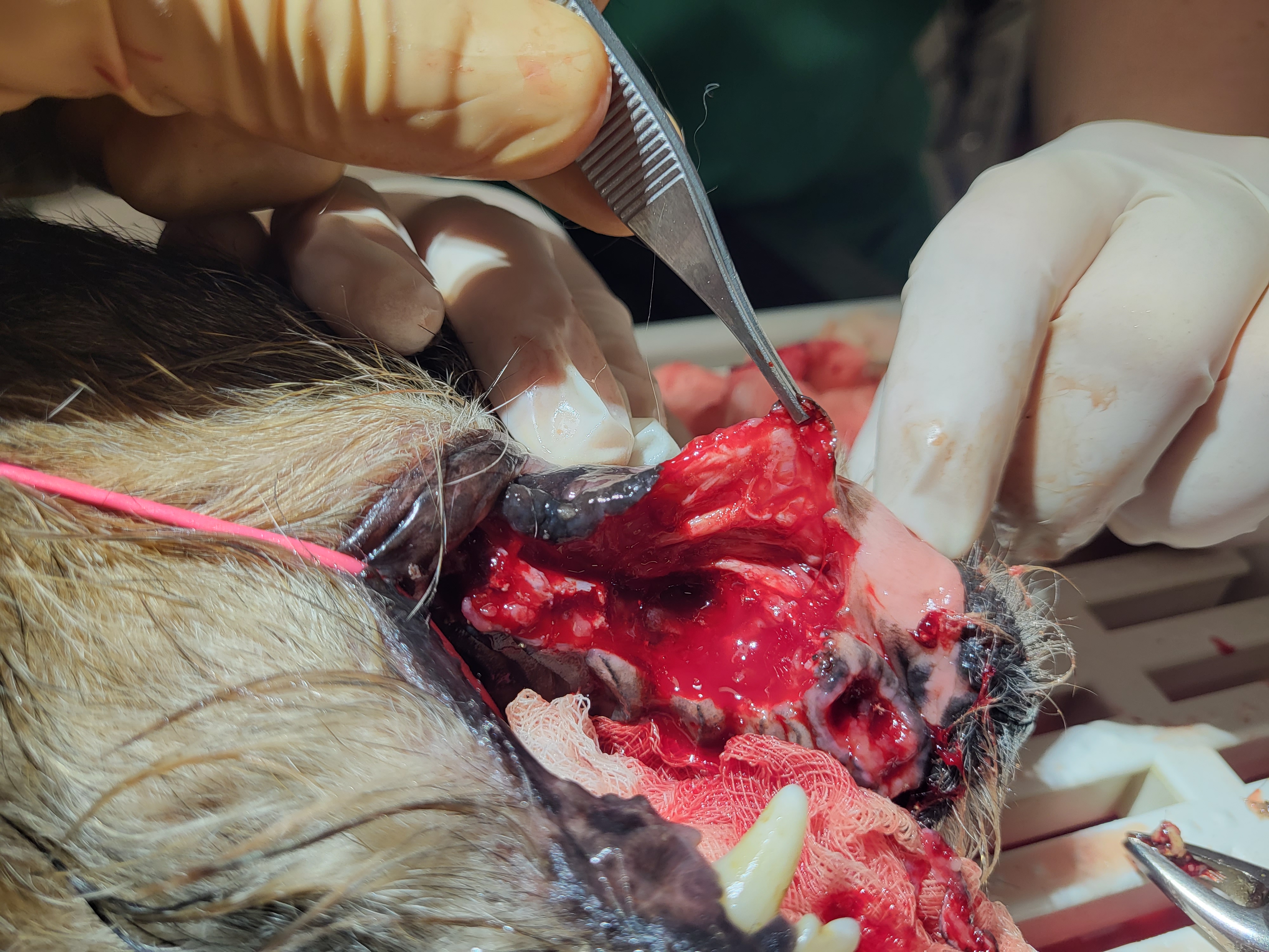 figure-3c-affection-dentaire -petit-chien.jpg