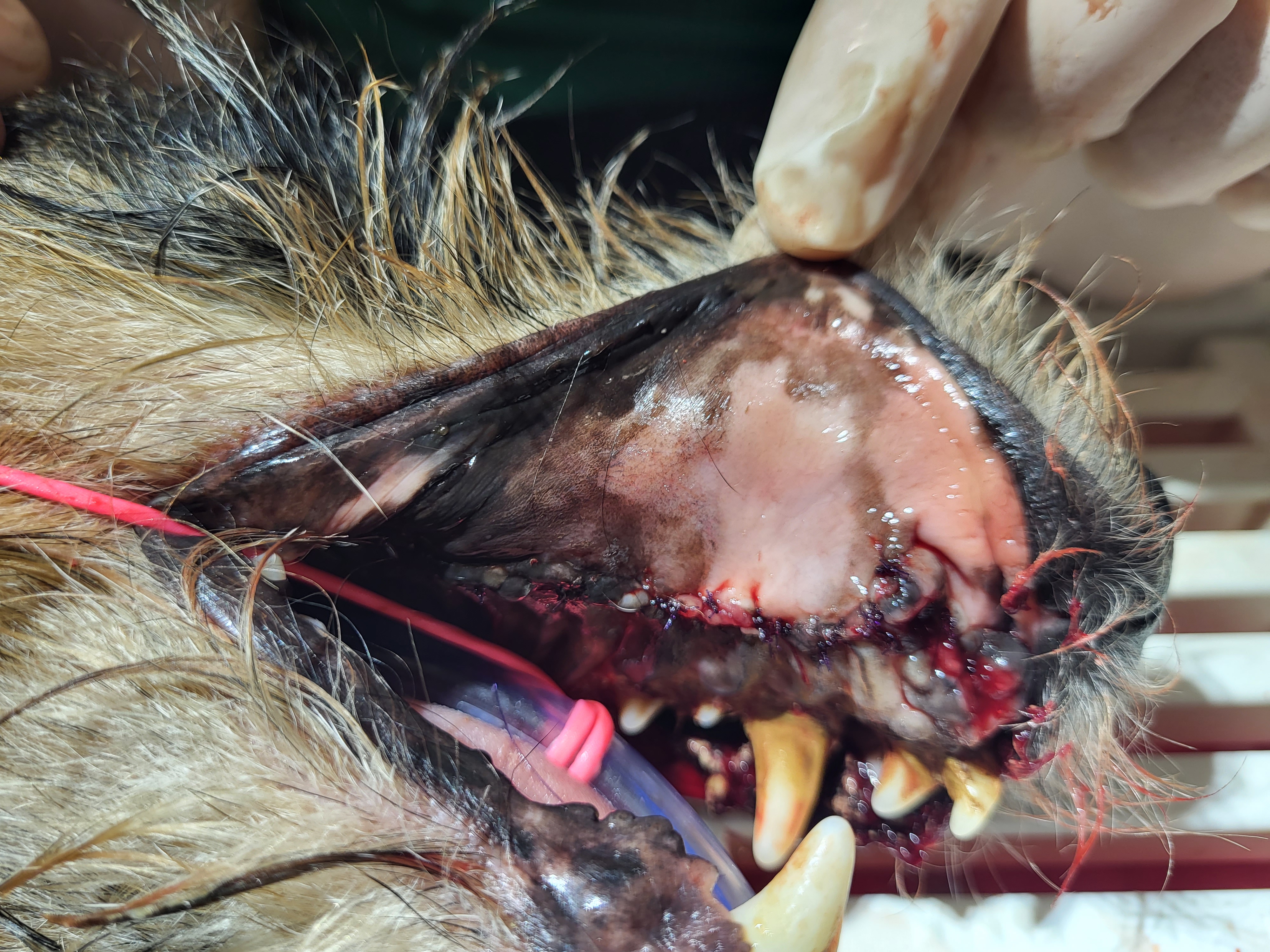 figure-3d-affection-dentaire -petit-chien.jpg