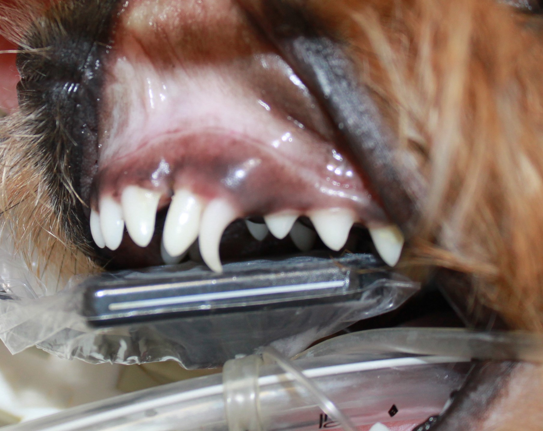 figure-4-affection-dentaire -petit-chien.JPG