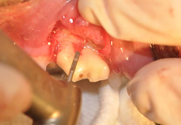 figure-2c-extractions-dentaires-petit-chien.png