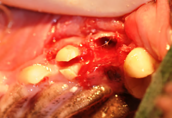 figure-2f-extractions-dentaires-petit-chien.png