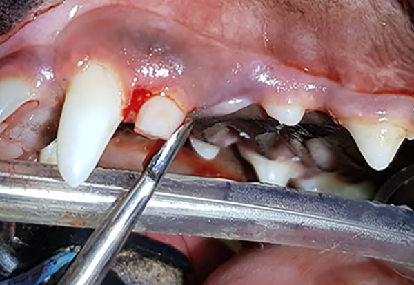 figure-3c-extractions-dentaires-petit-chien.png