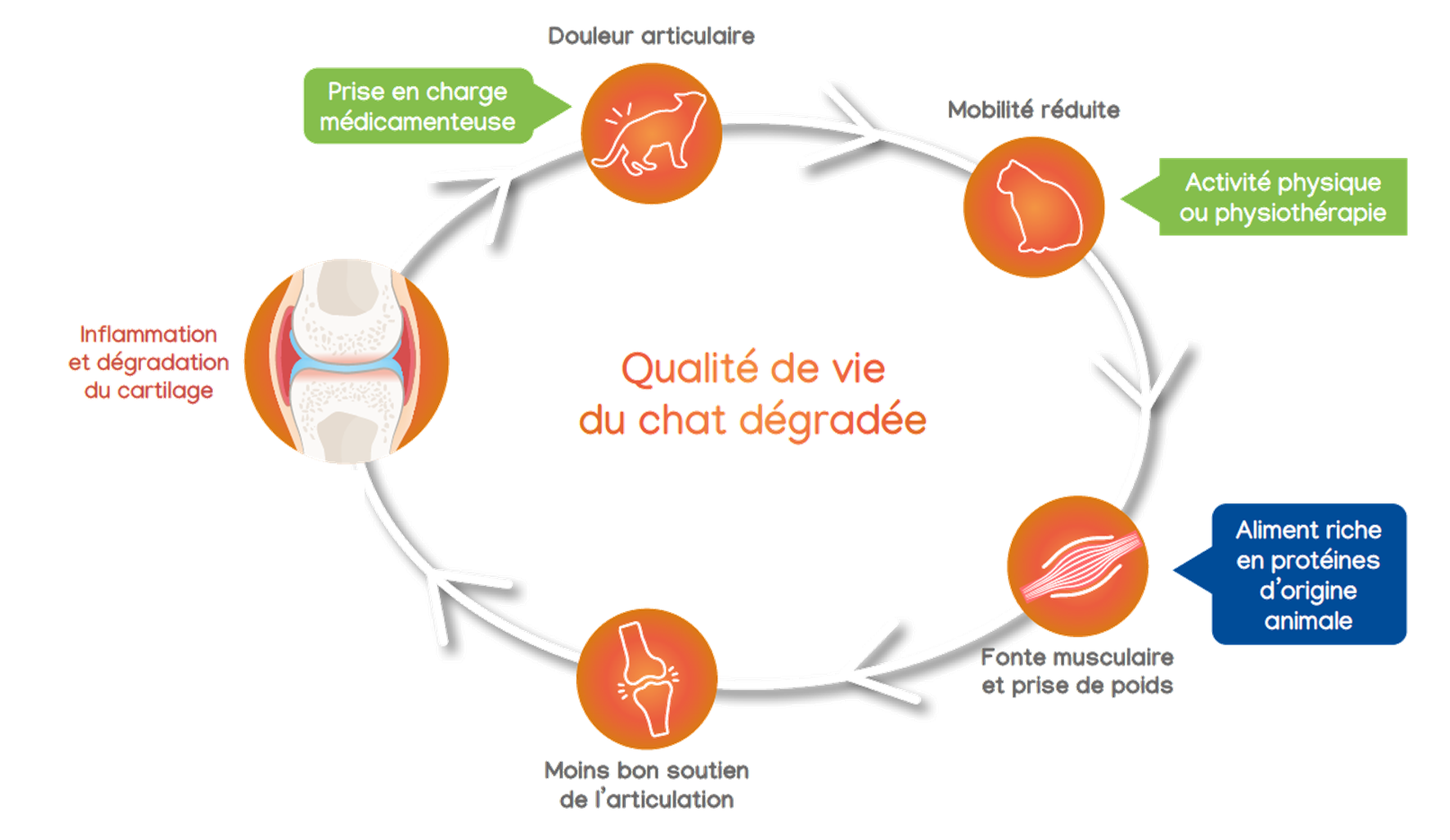 cercle-vicieux-arthrose-chat-v2.png