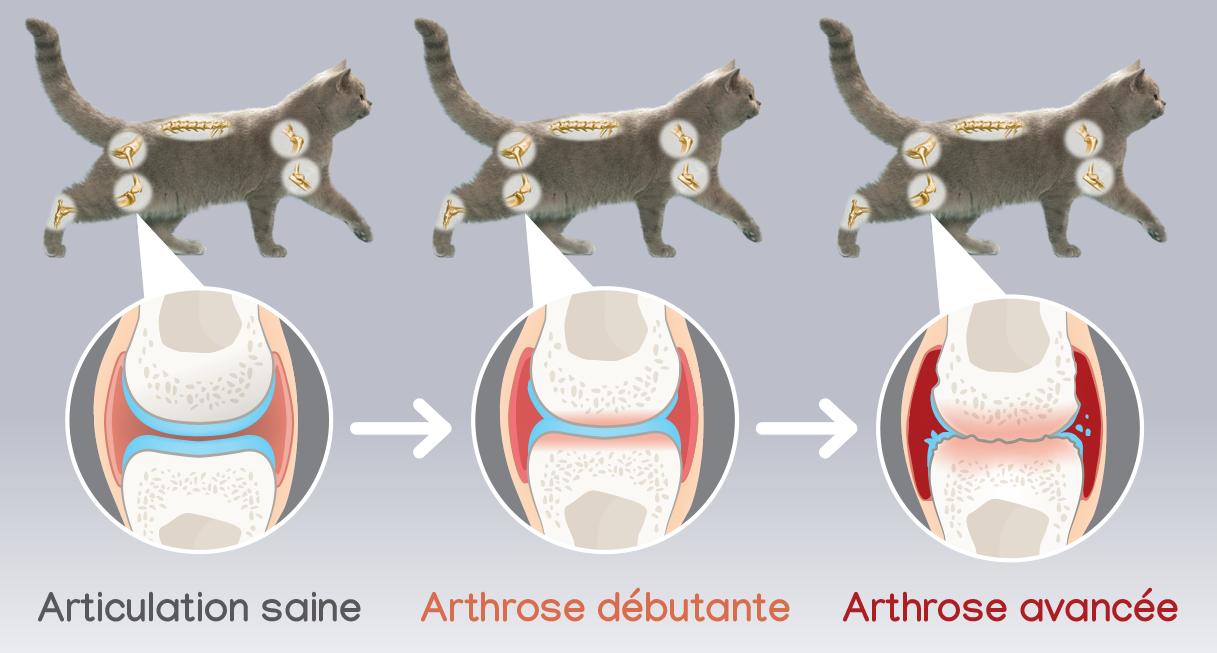 schema-stades-arthrose-chat.png