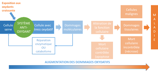 schema-defenses-cellulaires-stress-oxydatif.png