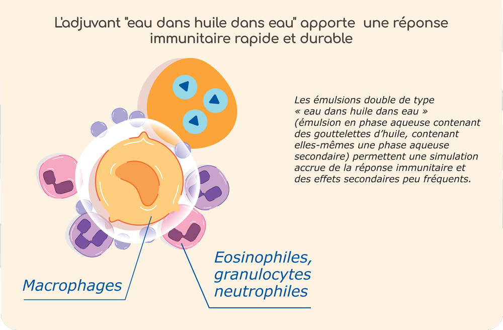 encart-adjuvant-eau-huile-eau.png