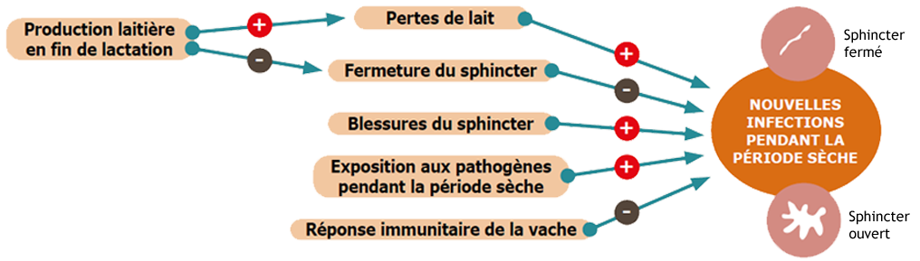 schema-facteurs-risques.png