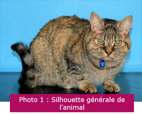 cas-clinique-prurit-chat-FIG1_CORTAVANCE.png