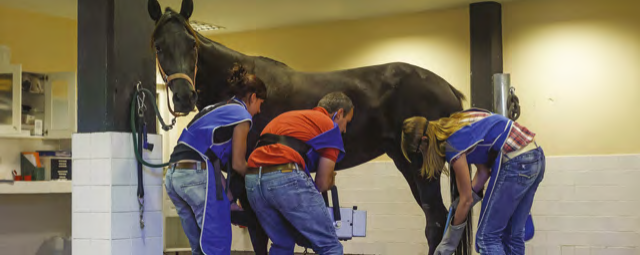 cas-clinique-photo-finale-cheval-tendinite