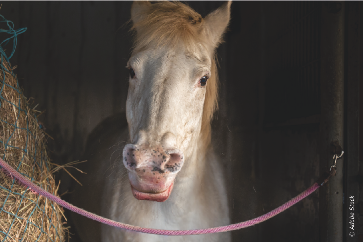 cheval-difficultés-respiratoires.png