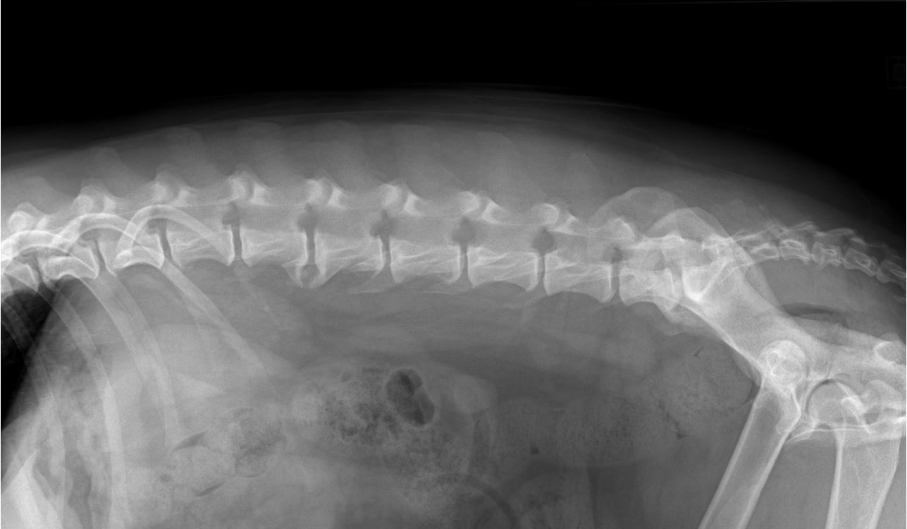 Radiographie colonne lombaire profil droit Carmella