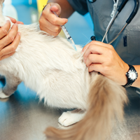 Vaccination Chat Recommandations Espace Veterinaire